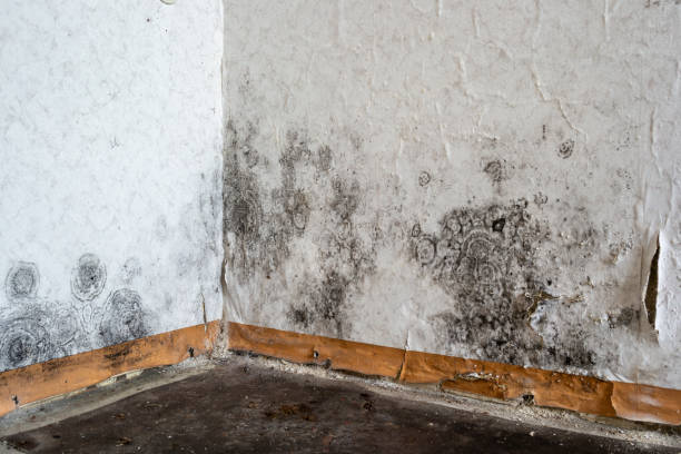 Best Home Mold Removal  in USA